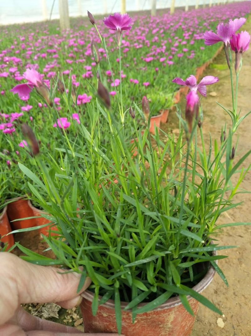 营养杯双色盆多规格欧石竹种植基地。绿化工程用苗花海打造