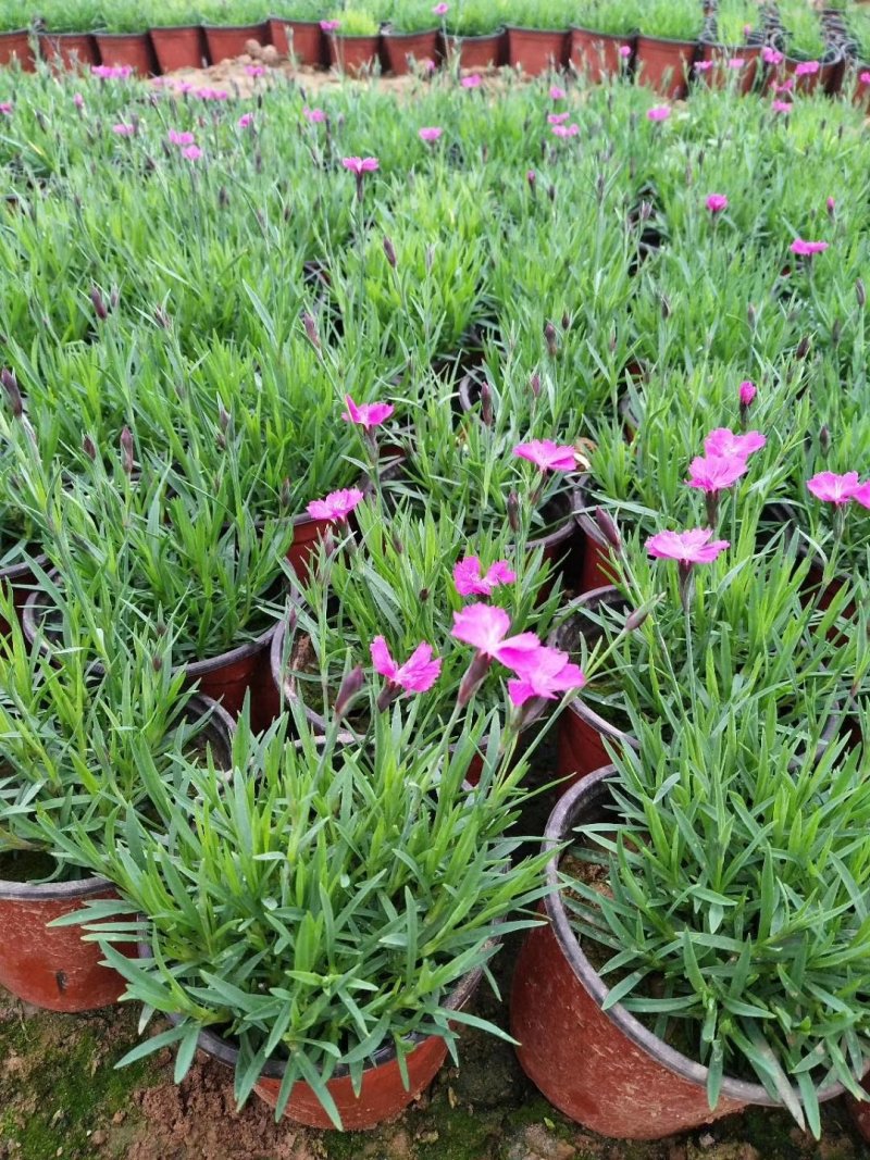 营养杯双色盆多规格欧石竹种植基地。绿化工程用苗花海打造