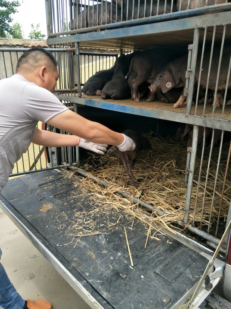 太湖小母猪苗，产仔多，母性好3头以上。包邮到家