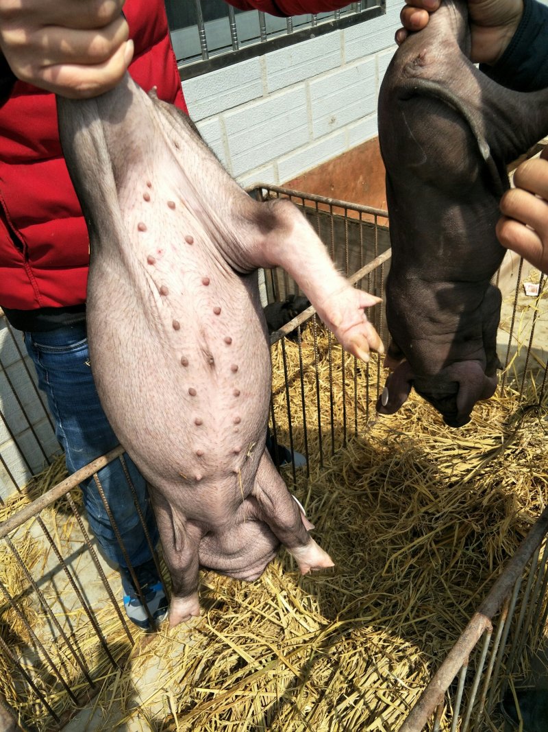 梅山猪，原种梅山母猪乳猪18-22个，3头以上包邮