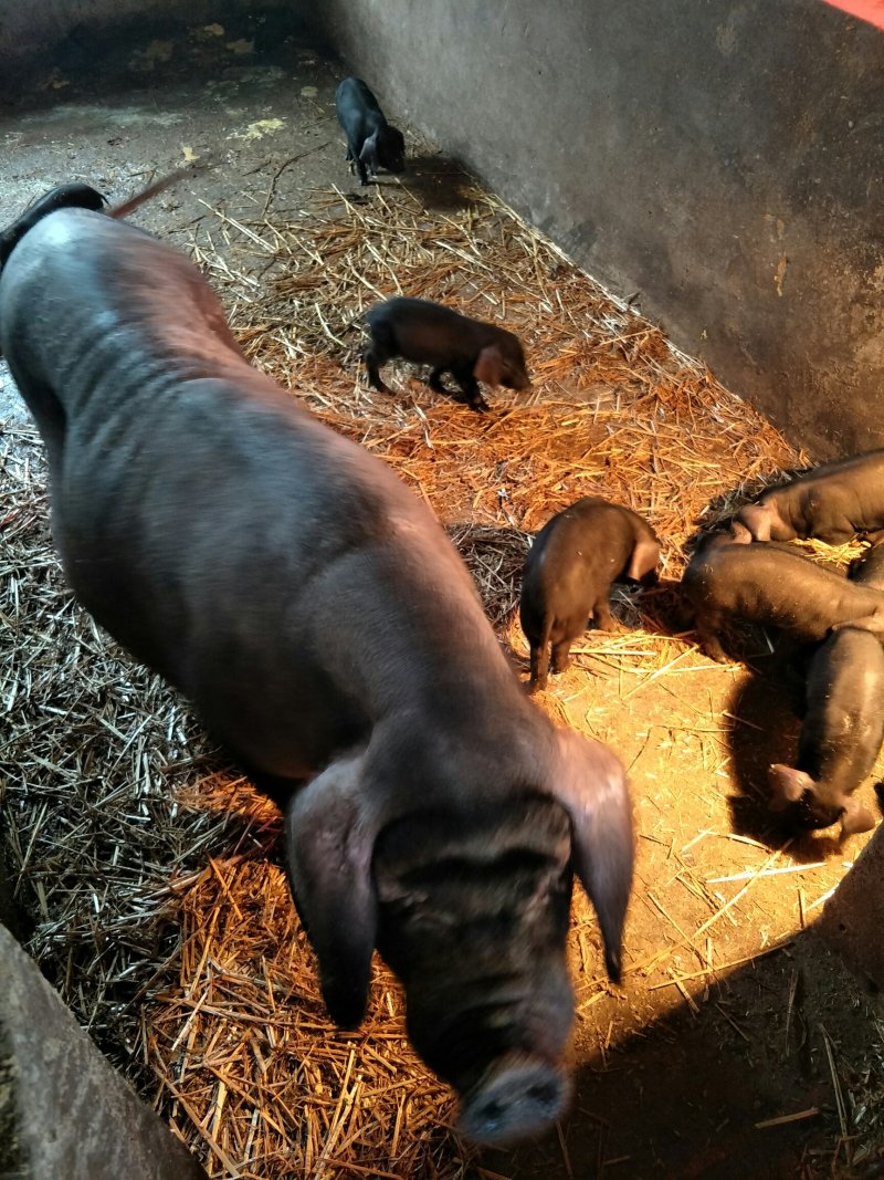 梅山猪，原种梅山母猪乳猪18-22个，3头以上包邮