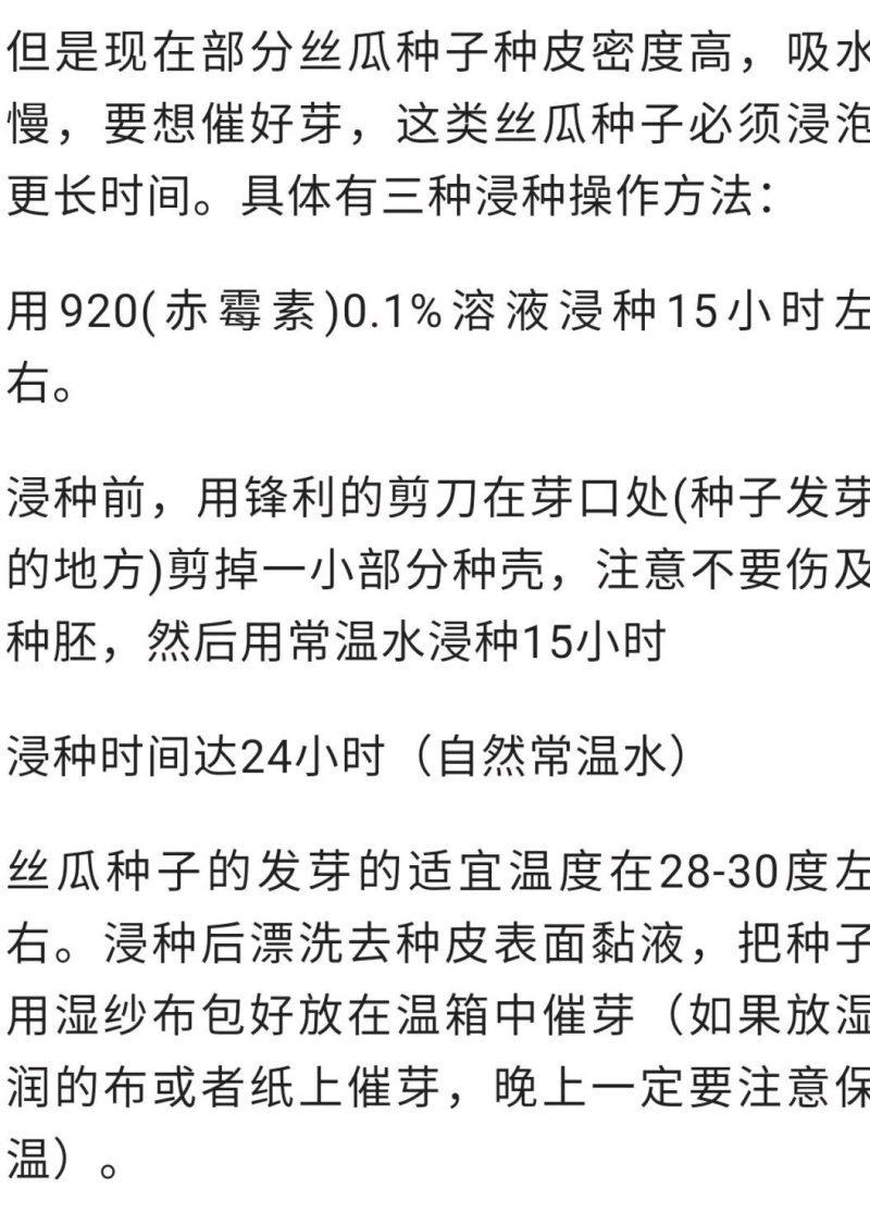 宁香208宁香406香丝瓜种子口感好品质味甜