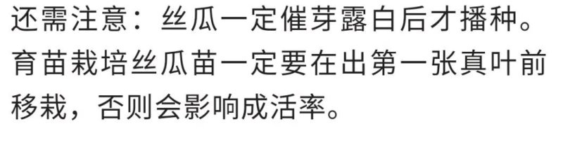 宁香208宁香406香丝瓜种子口感好品质味甜