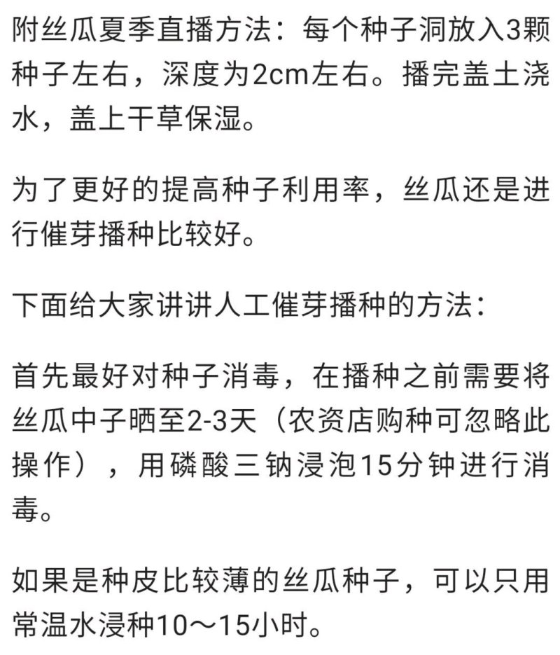宁香208宁香406香丝瓜种子口感好品质味甜