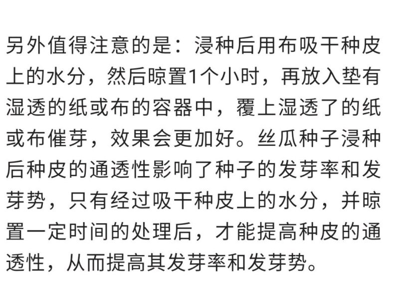宁香208宁香406香丝瓜种子口感好品质味甜
