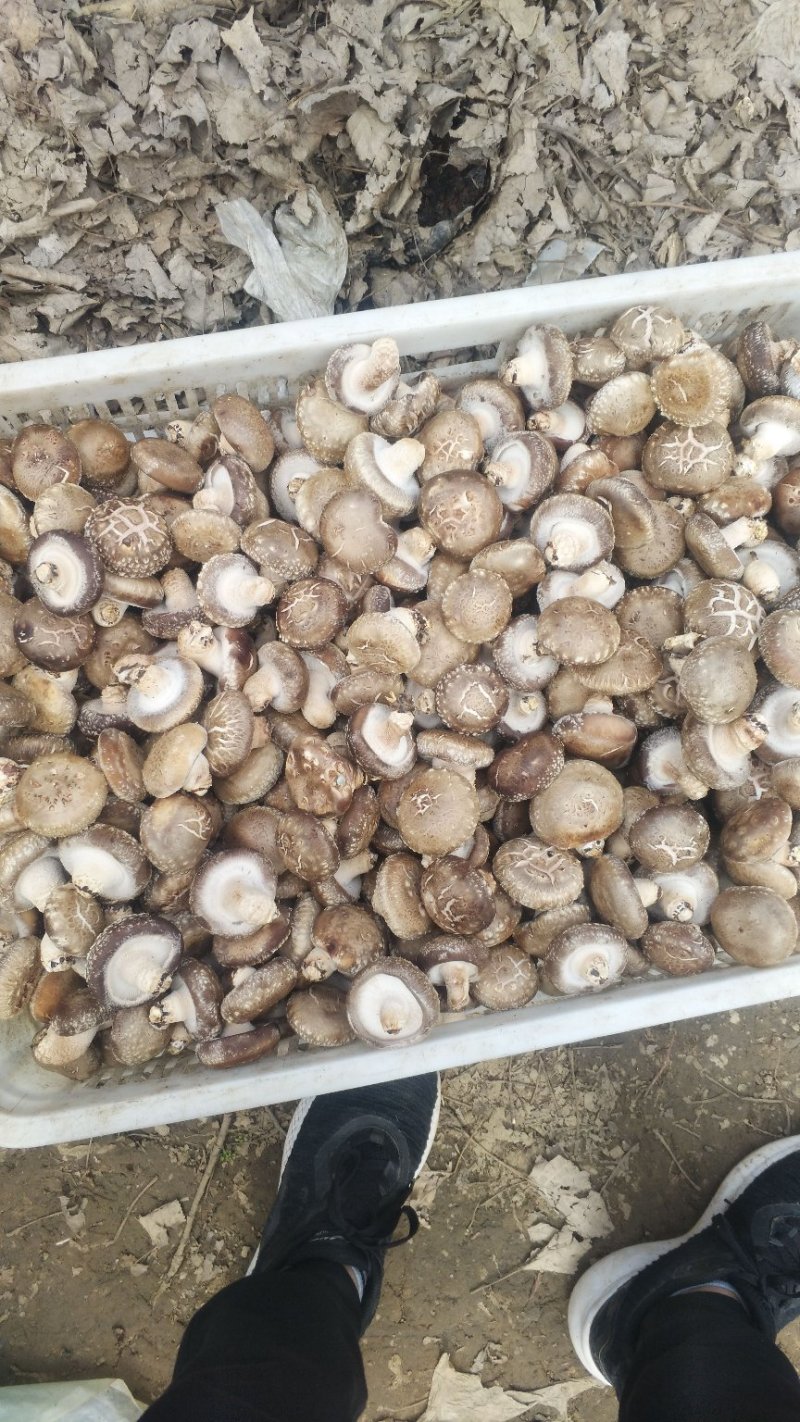 香菇产地直销转业代收代办