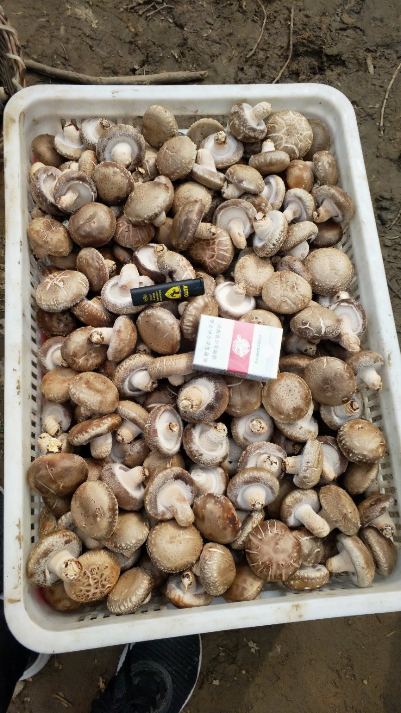 香菇产地直销转业代收代办