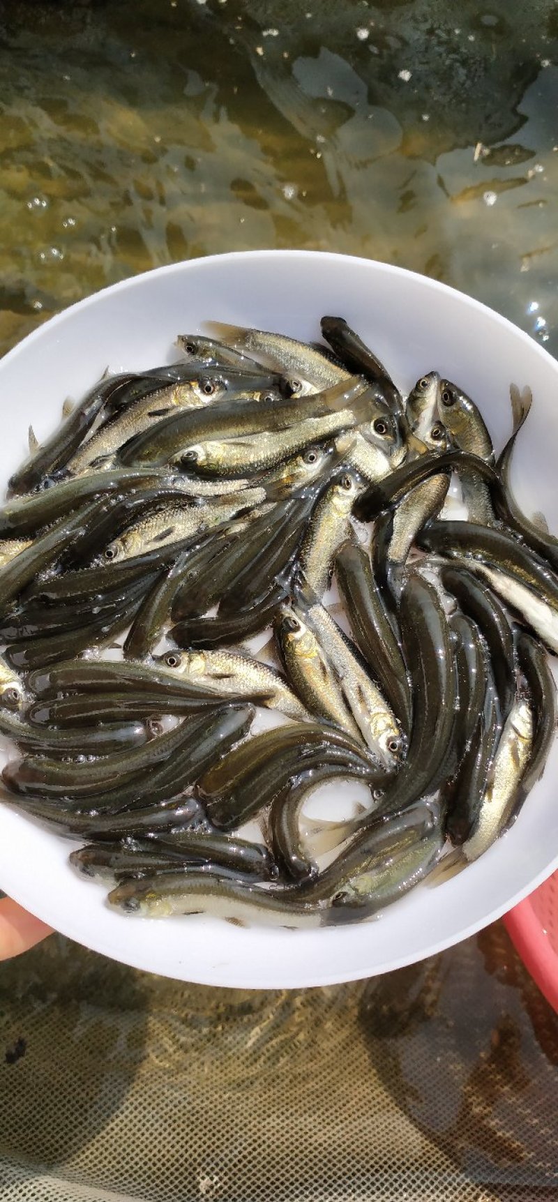青鱼苗黑鲩鱼苗螺丝青鱼苗渔场直供各种规格
