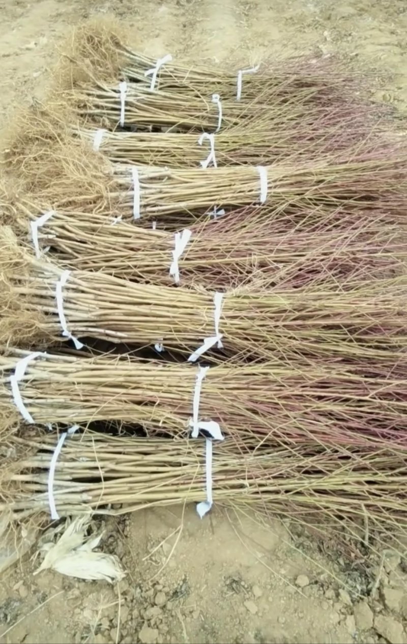 中油4号8号桃树苗1年生树苗品质保证