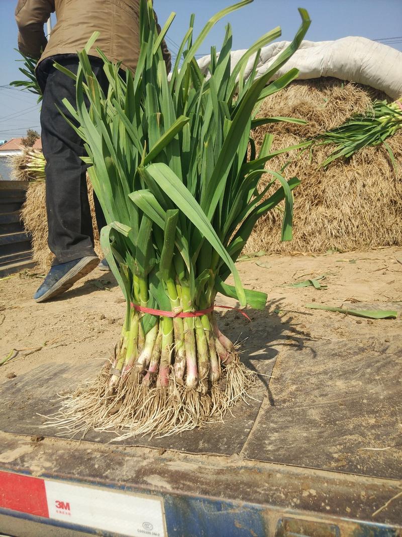 沛县红根蒜苗已陆续上市，水洗，干货都可以。。