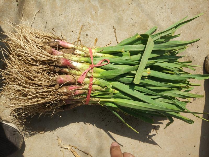 沛县红根蒜苗已陆续上市，水洗，干货都可以。。