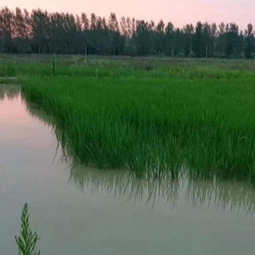 小龙虾