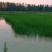 小龙虾