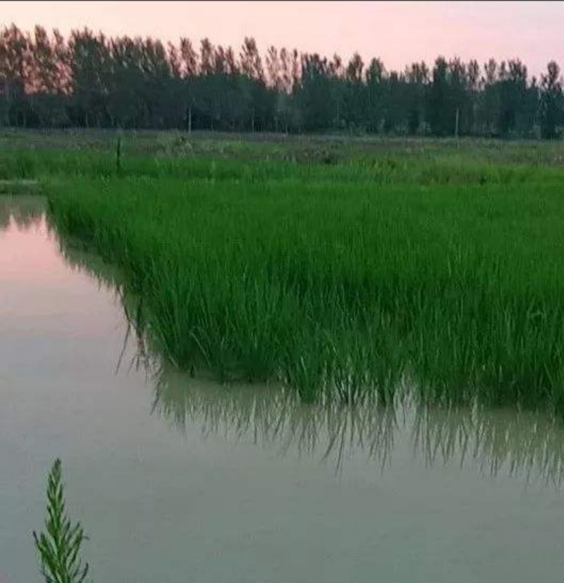 小龙虾