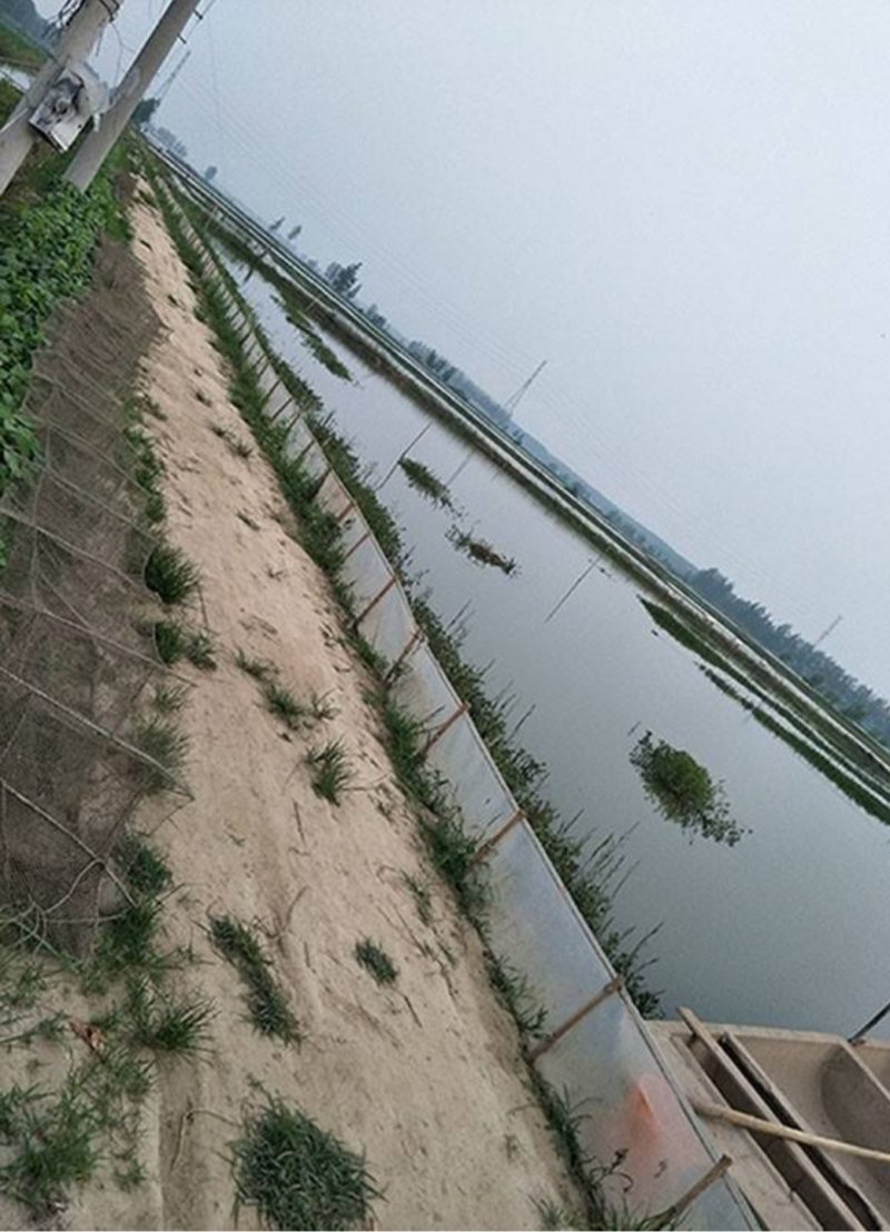小龙虾