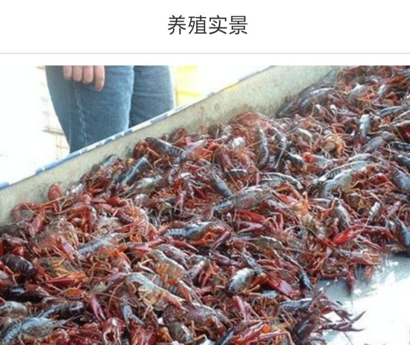 小龙虾