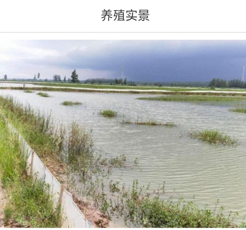 小龙虾