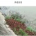 小龙虾