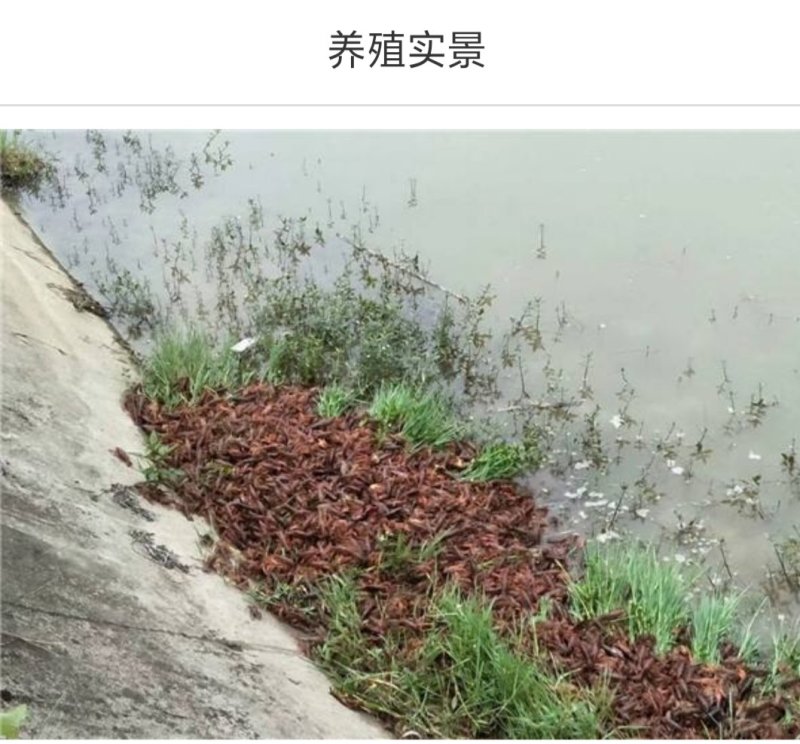 小龙虾