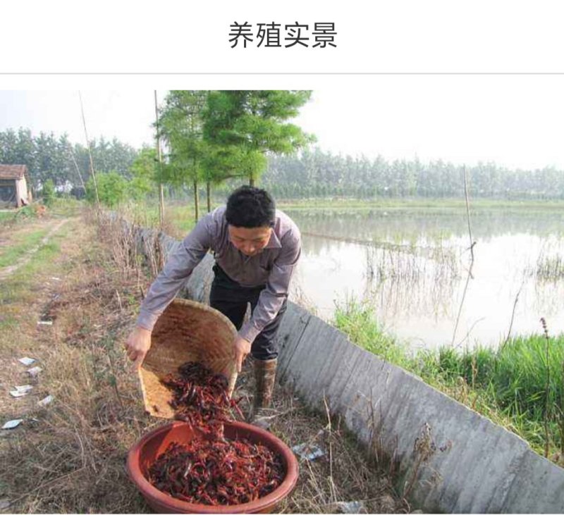 小龙虾