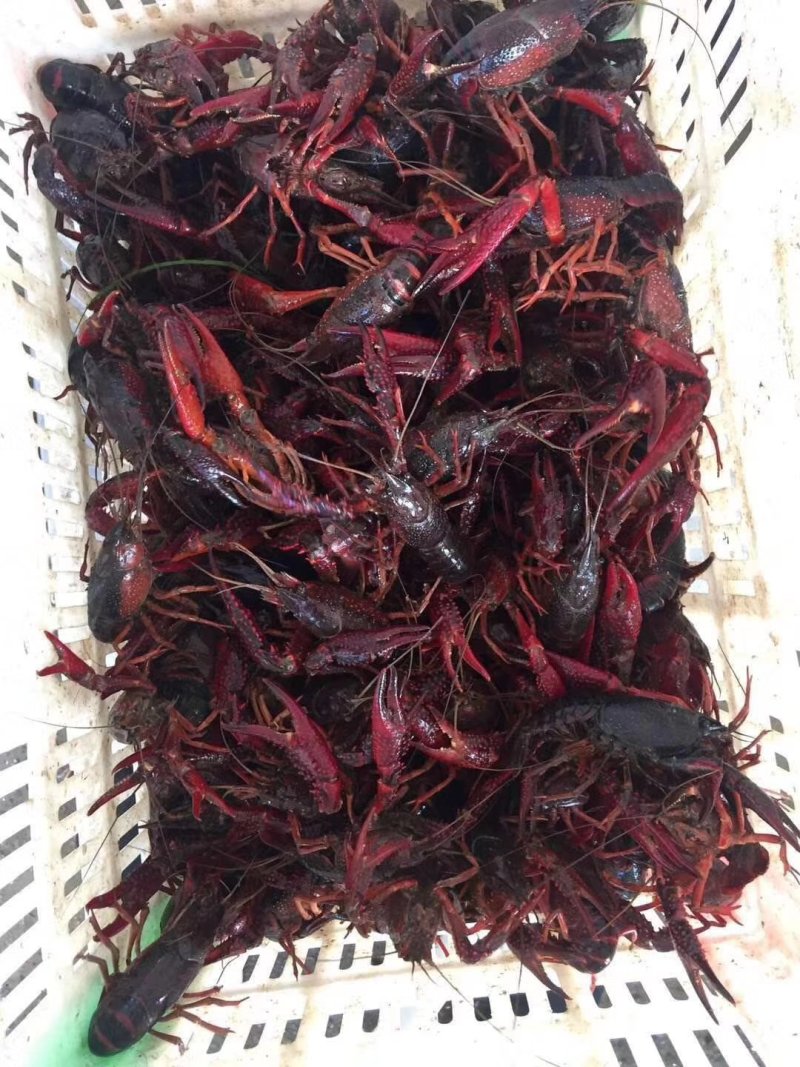 小龙虾