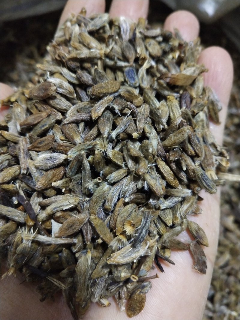 白术种子98%以上