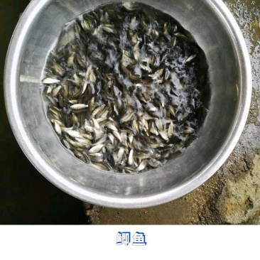 中科五号良性鲫鱼苗品质保证产地直发可视频看货欢迎咨询