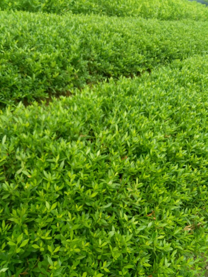 小叶桅子花苗室内盆栽花卉绿植雀舌栀子花苗小花桅子