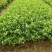 小叶桅子花苗室内盆栽花卉绿植雀舌栀子花苗小花桅子