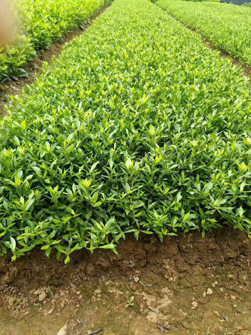 小叶桅子花苗室内盆栽花卉绿植雀舌栀子花苗小花桅子