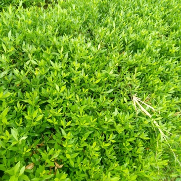 小叶桅子花苗室内盆栽花卉绿植雀舌栀子花苗小花桅子