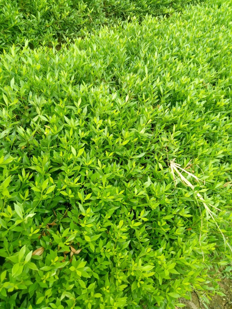 小叶桅子花苗室内盆栽花卉绿植雀舌栀子花苗小花桅子