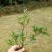 小叶桅子花苗室内盆栽花卉绿植雀舌栀子花苗小花桅子