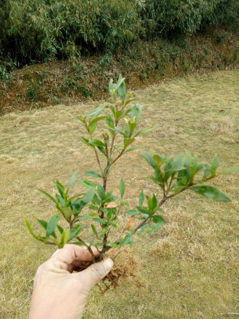 小叶桅子花苗室内盆栽花卉绿植雀舌栀子花苗小花桅子