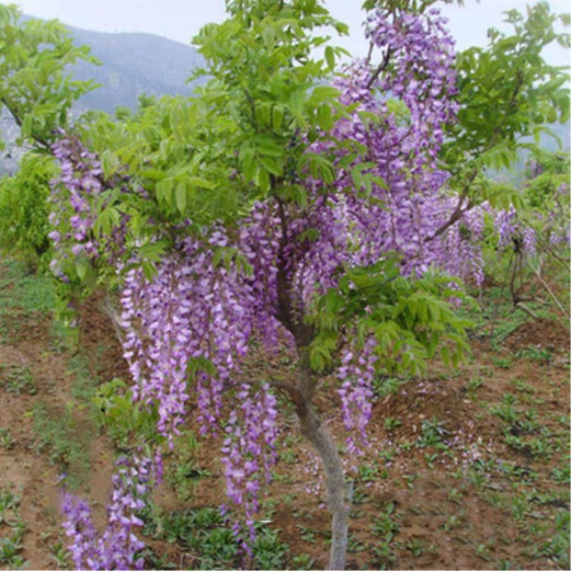 紫藤树苗盆栽四季攀援花卉爬藤绿植物庭院阳台紫藤萝攀爬植物