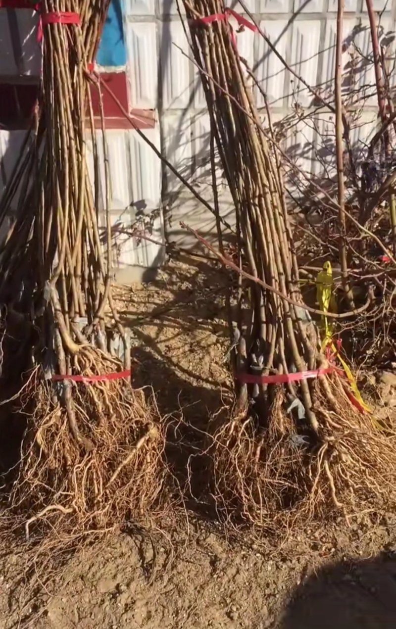 黑霸王李子树苗保证纯度品质提供终身技术