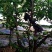 黑霸王李子树苗保证纯度品质提供终身技术