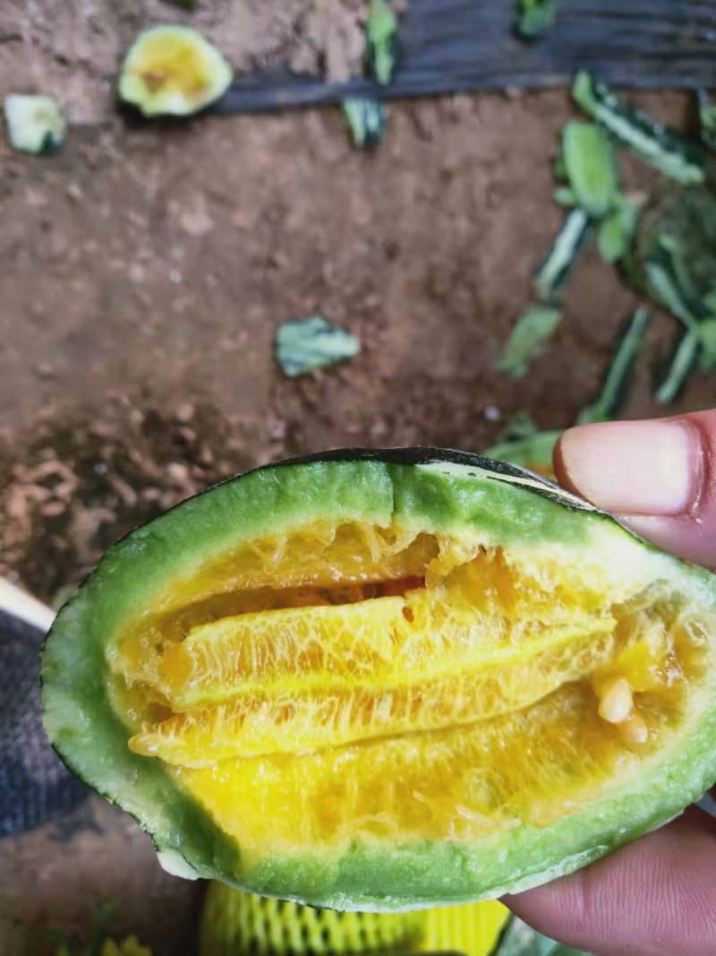 甜瓜洋角密甜瓜货源充足产地直销口感好质量好