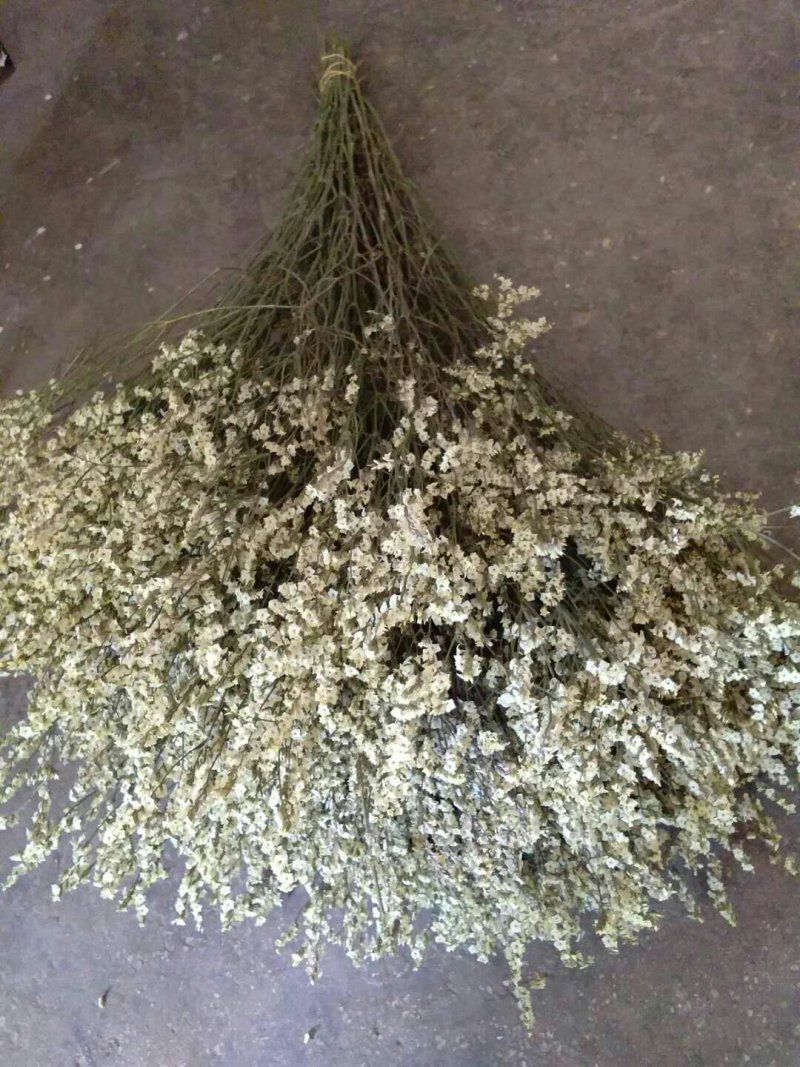 鲜花，勿忘我，情人草，水晶草