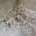 鲜花，勿忘我，情人草，水晶草