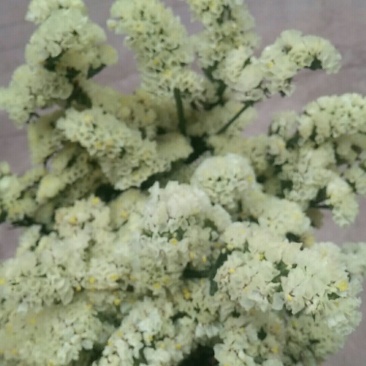 鲜花，勿忘我，情人草，水晶草