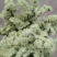 鲜花，勿忘我，情人草，水晶草