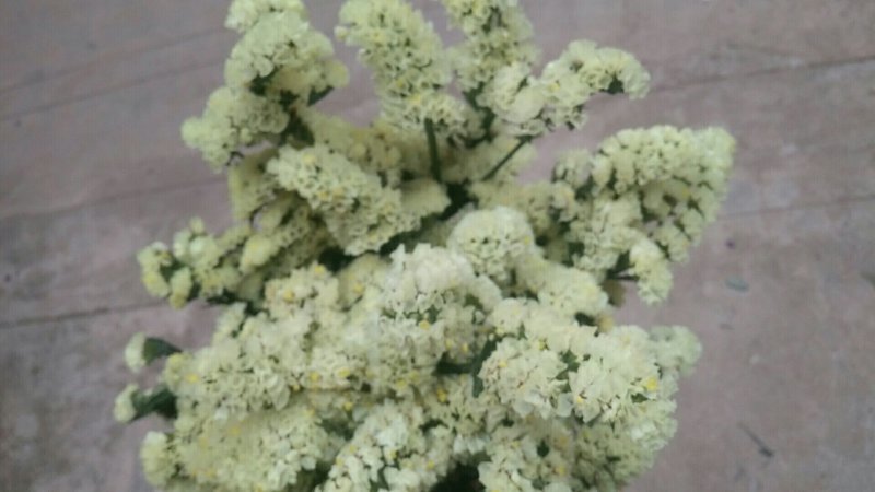 鲜花，勿忘我，情人草，水晶草