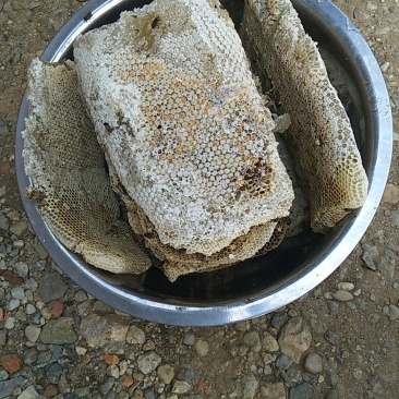 需要野生蜂蜜的老板可以联系了哦有货了☺️☺️