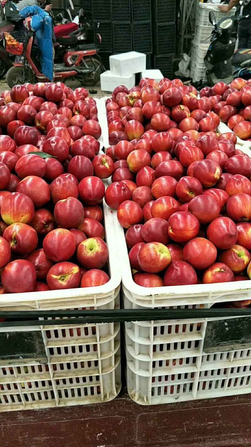 莒县油桃，日照市莒县大棚油桃