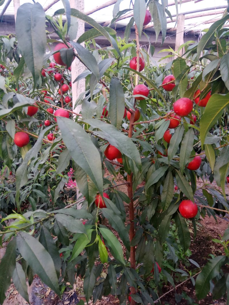 莒县油桃，日照市莒县大棚油桃