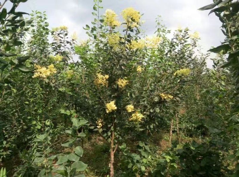 黄丁香，丁香树，金园丁香，北京丁香，潍坊，接穗嫁接条