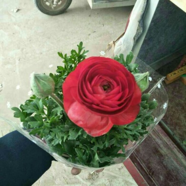 芹叶牡丹