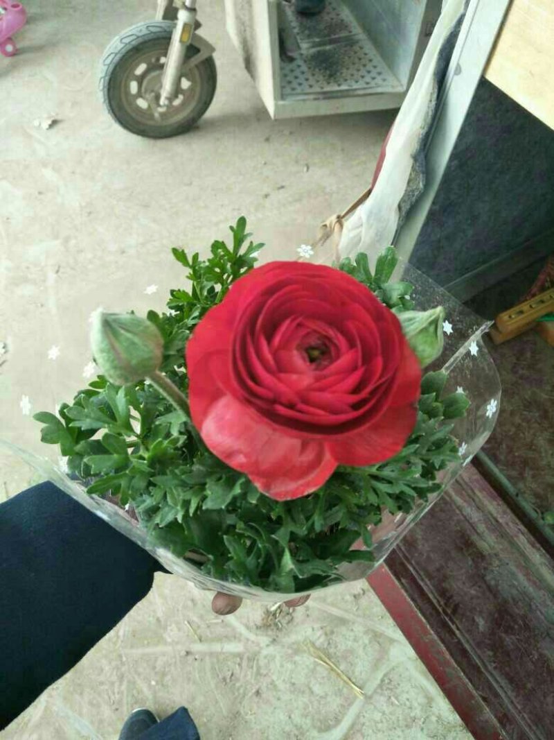 芹叶牡丹