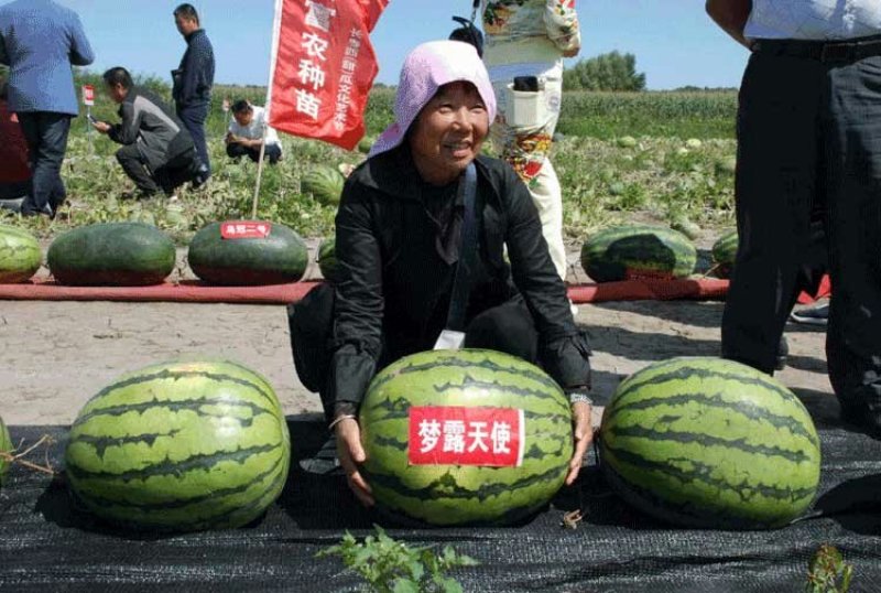 梦露天使高产西瓜种子耐重茬抗旱耐湿耐低温抗病性强